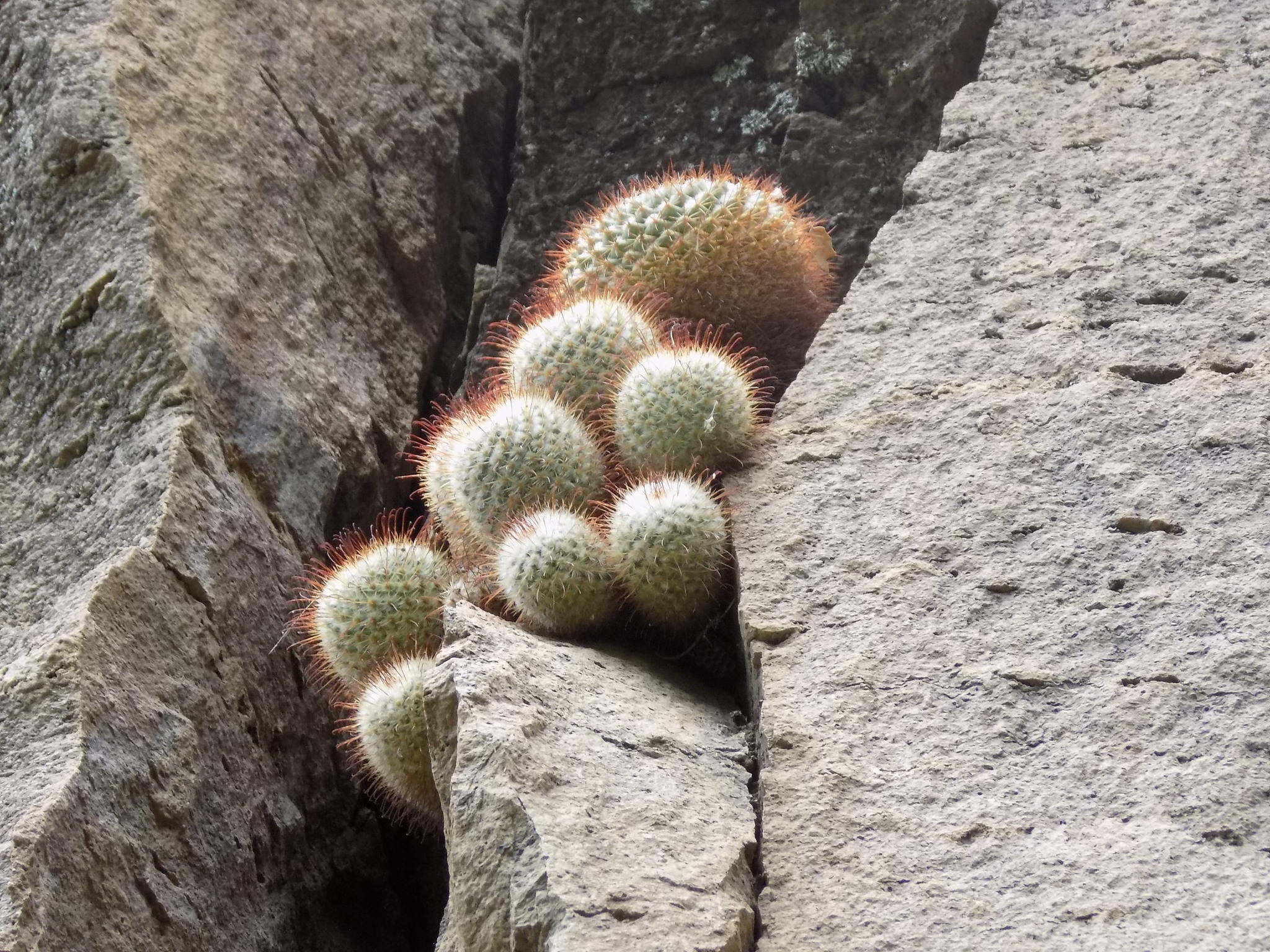 Mammillaria bombycina
